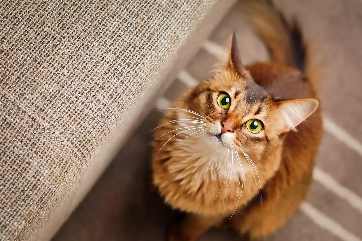 Small yellow-eyed Somali cat stairs up at camera