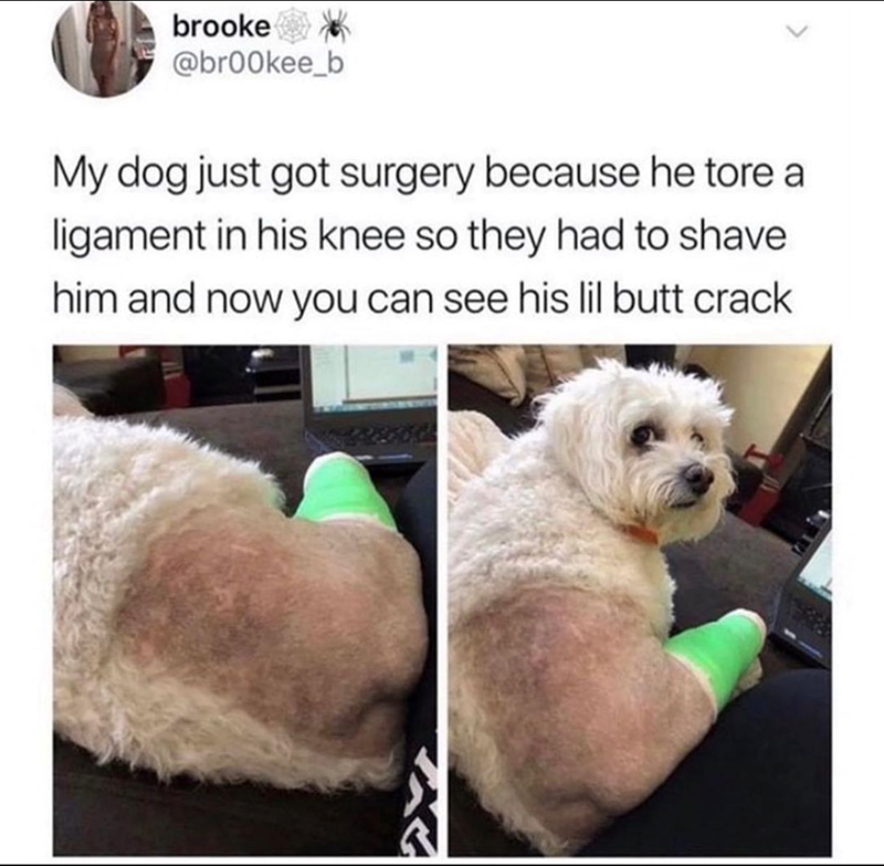 brooke @br00kee_b My dog just got surgery because he tore a ligament in his knee so they had to shave him and now you can see his lil butt crack