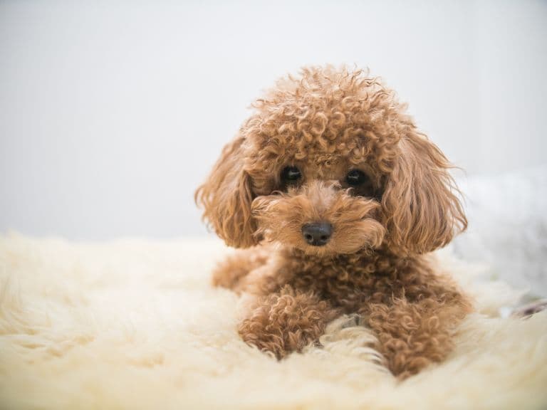 Teacup Poodle