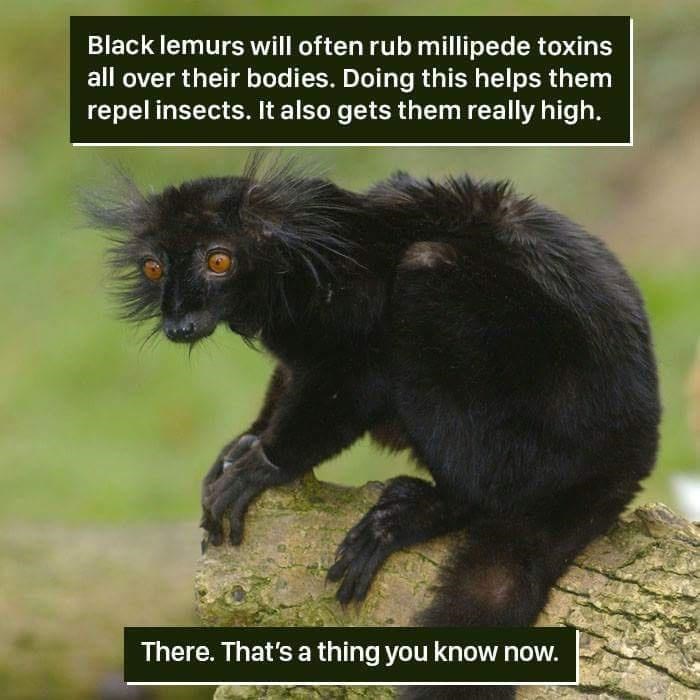 Black lemurs will often rub millipede toxins all over their bodies. Doing this helps them repel insects. It also gets them really high. There. That's a thing you know now.