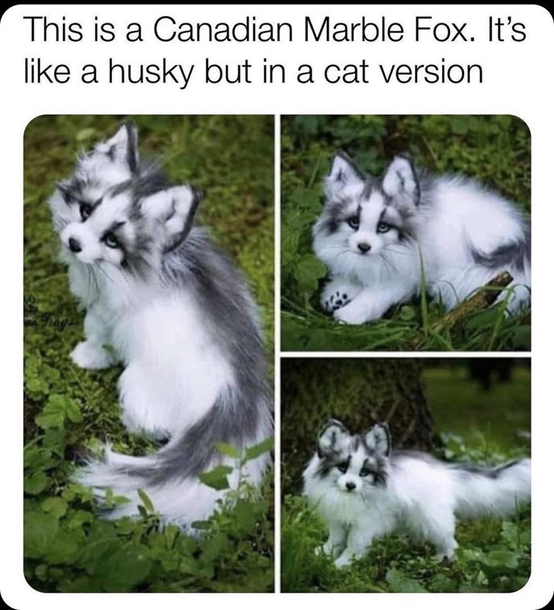 This is a Canadian Marble Fox. It's like a husky but in a cat version