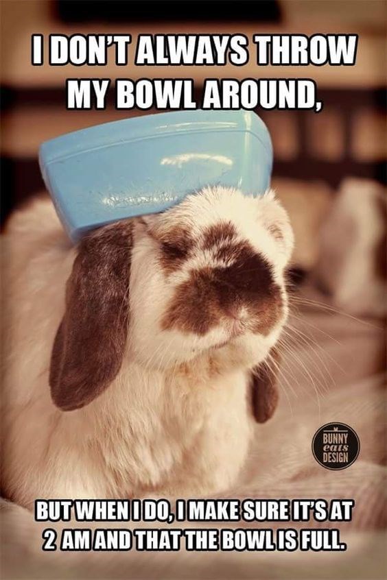 Photo caption - I DON'T ALWAYS THROW MY BOWLAROUND, BUNNY eats DESIGN BUTWHENI DO,0MAKE SURE ITSAT 2 AMAND THAT THE BOWLIS FULL