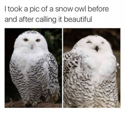 I took a pic of a snow owl before and after calling it beautiful