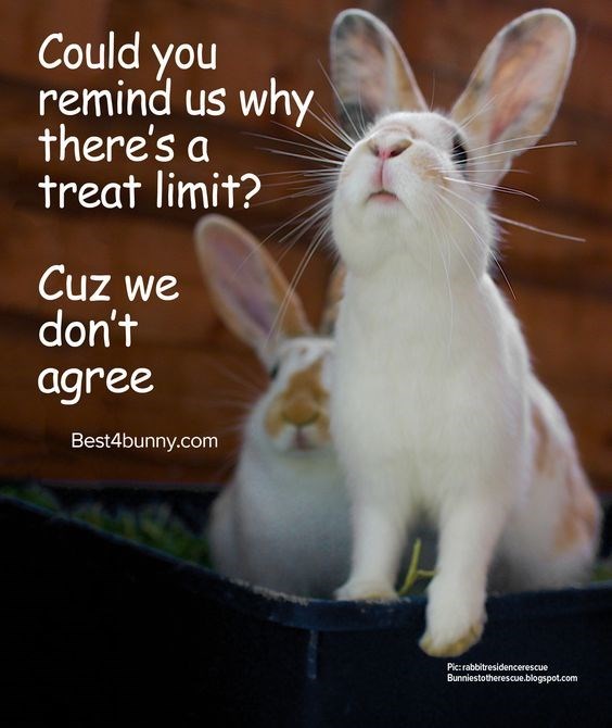 Rabbit - Could you remind us why there's a treat limit? Cuz we don't agree Best4bunny.com Pic:rabbitresidencerescue Bunniestotherescue.blogspot.com