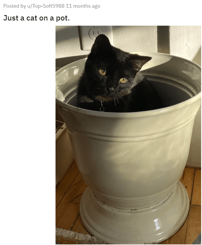 u/Top-Soft5988 11 months ago Posted by Just a cat on a pot.