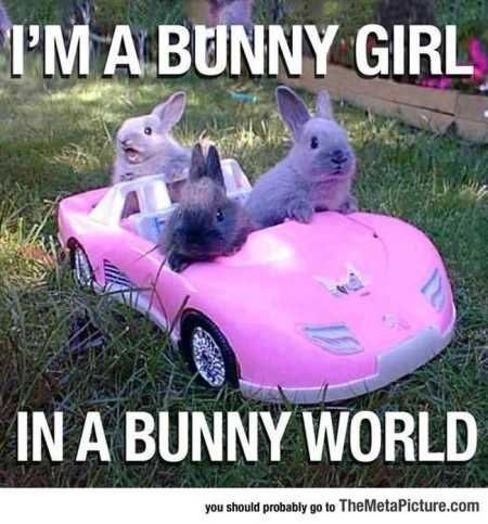 Vehicle - I'MA BUNNY GIRL IN A BUNNY WORLD you should probably go to TheMetaPicture.com