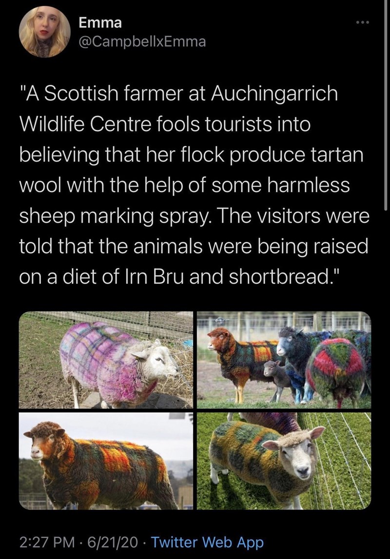 Emma @CampbellxEmma "A Scottish farmer at Auchingarrich Wildlife Centre fools tourists into believing that her flock produce tartan wool with the help of some harmless sheep marking spray. The visitors were told that the animals were being raised on a diet of Irn Bru and shortbread." 2:27 PM 6/21/20 Twitter Web App ... ●