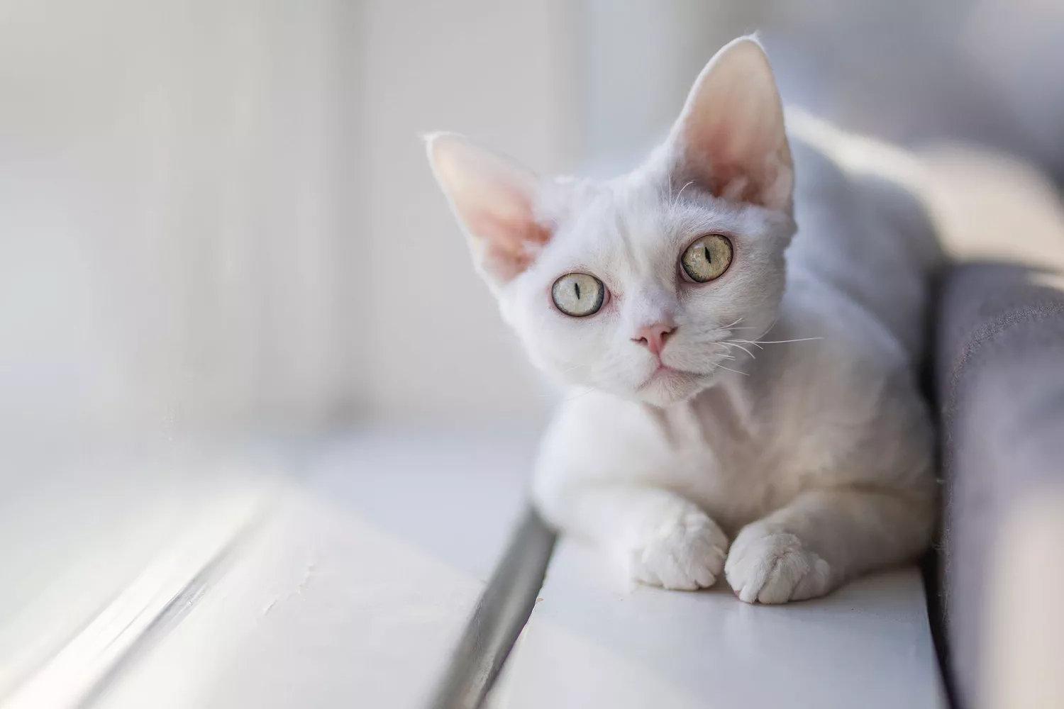 white devon rex cat sitting on windowsill