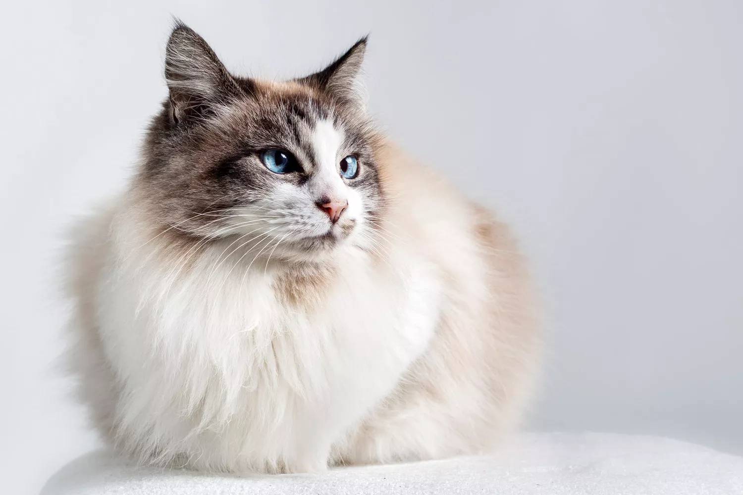 light-color ragdoll cat sitting near window