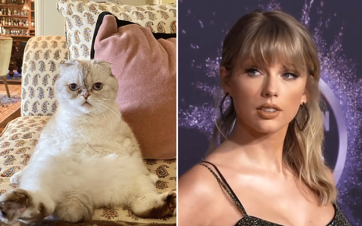 Taylor Swift cat is richer than Travis Kelce