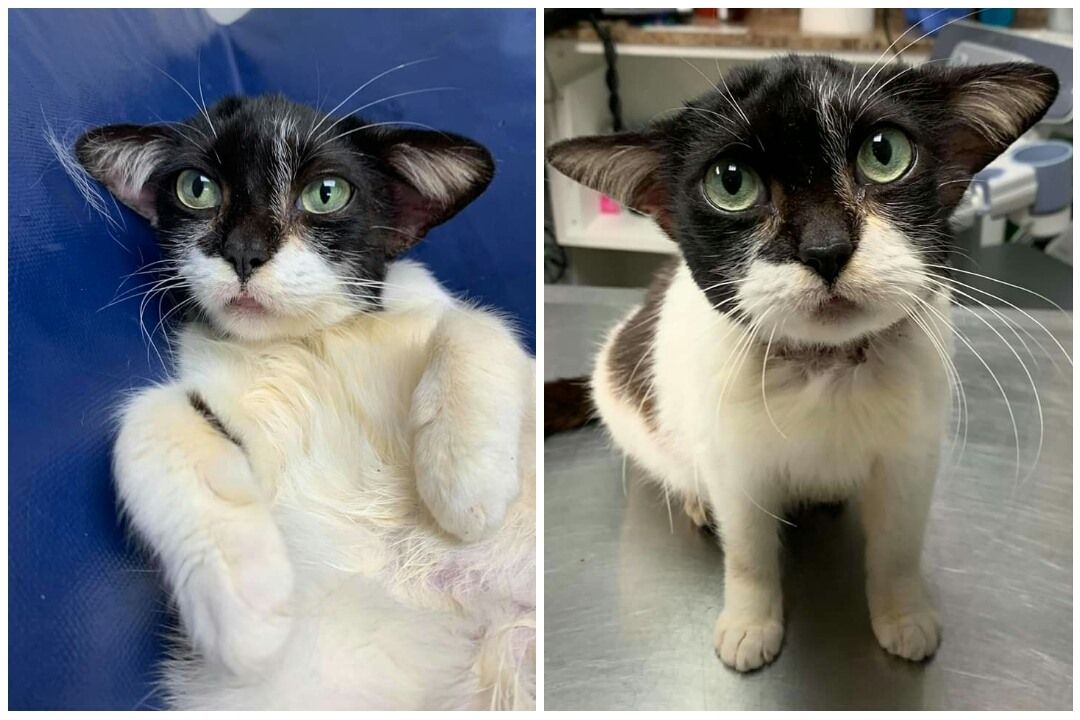 This Cat Looks Just Like The Internet's Favorite Baby Yoda - Culture