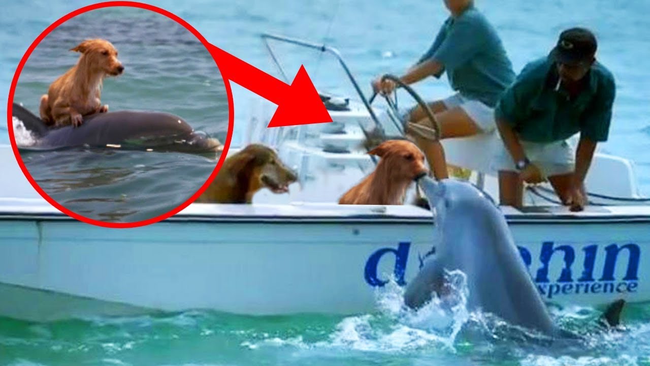 8 Most UNBELIEVABLE Dolphin Rescue Stories! - YouTube