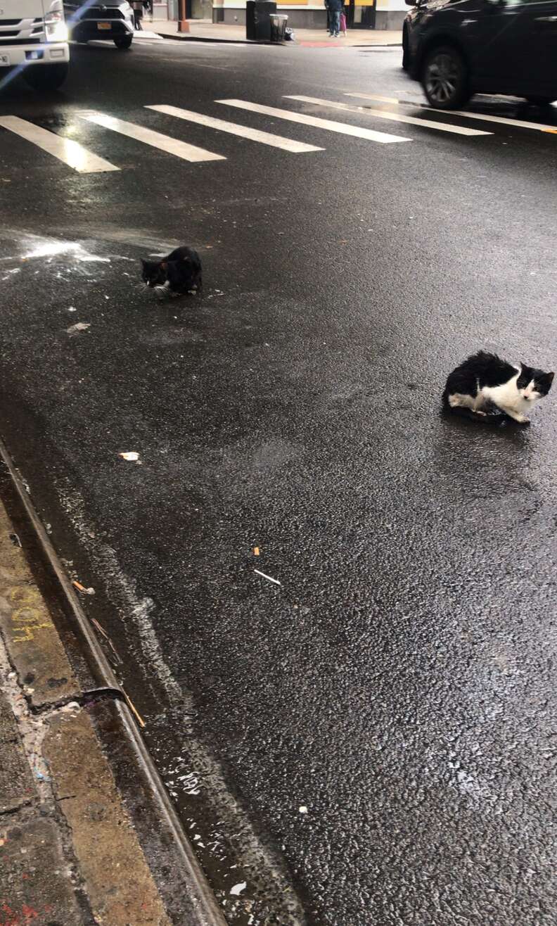 abandoned cats