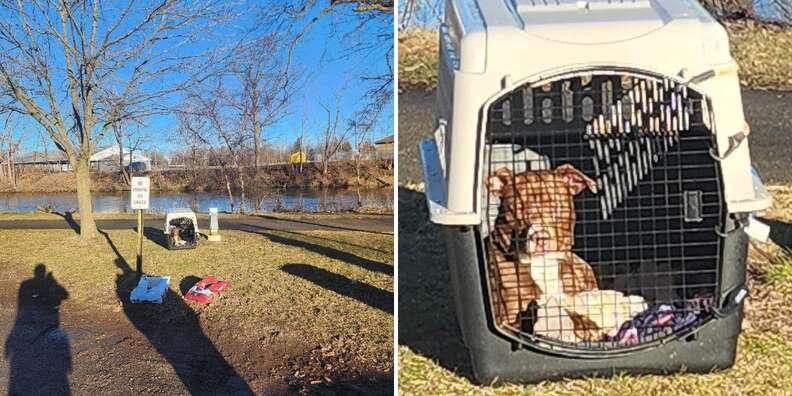 dog in crate in park