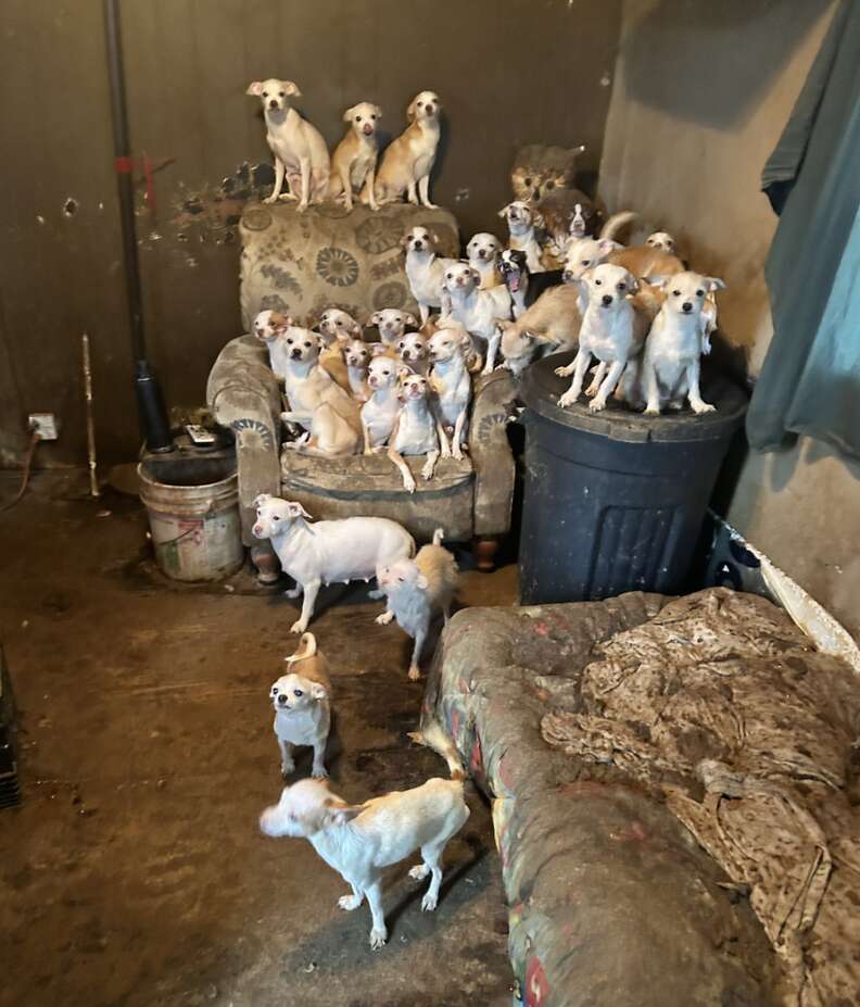 dogs in trailer