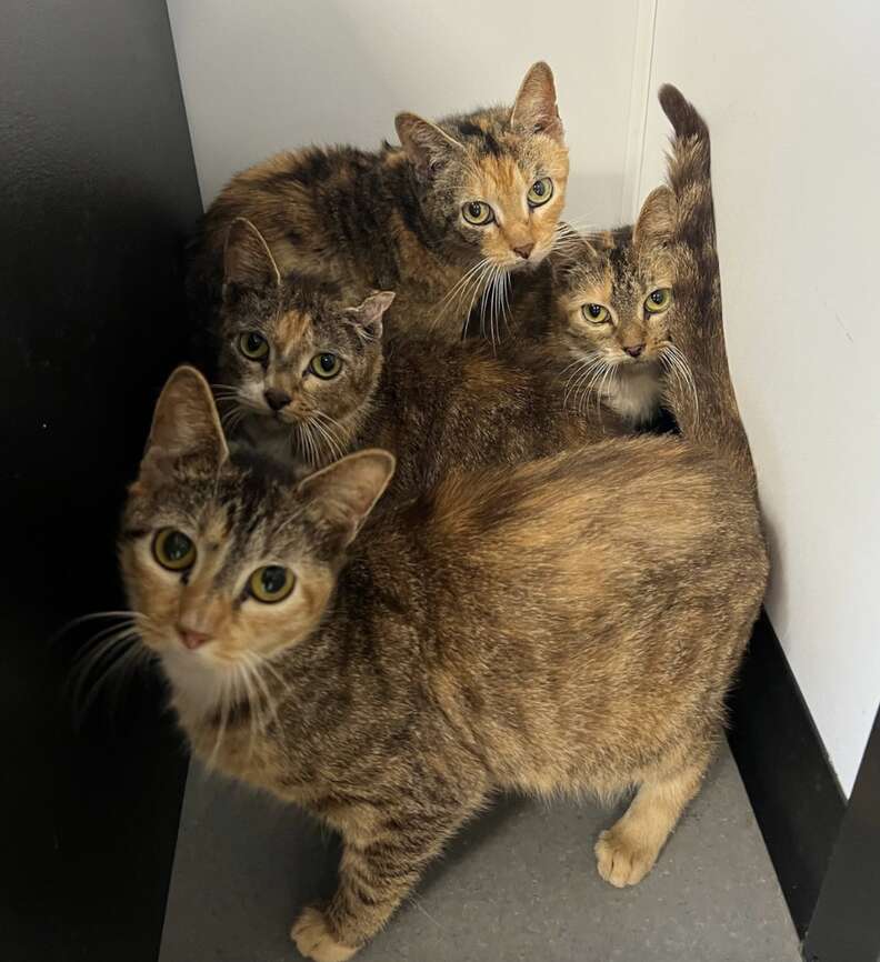 brown cats