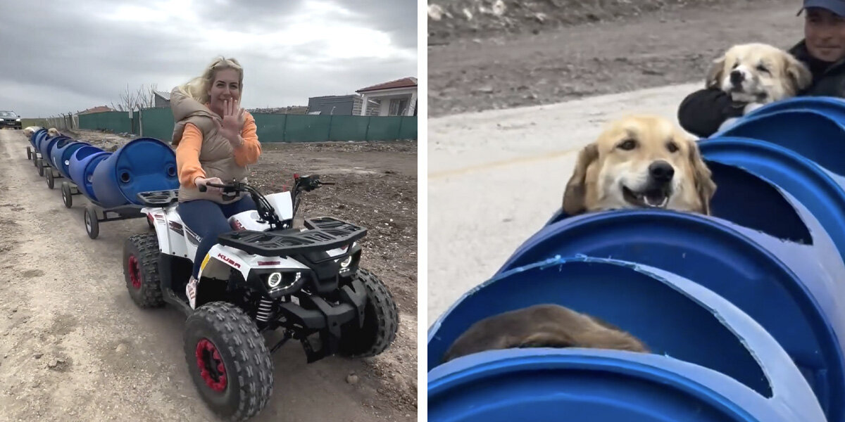 Woman Builds 'Dog Train' To Take Disabled Rescue Pups On Little Adventures  - The Dodo