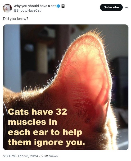 Why you should have a cat @Should HaveCat Did you know? C Cats have 32 muscles in each ear to help them ignore you. 5:30 PM. Feb 23, 2024 5.8M Views Subscribe :