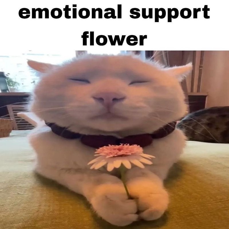 emotional support flower