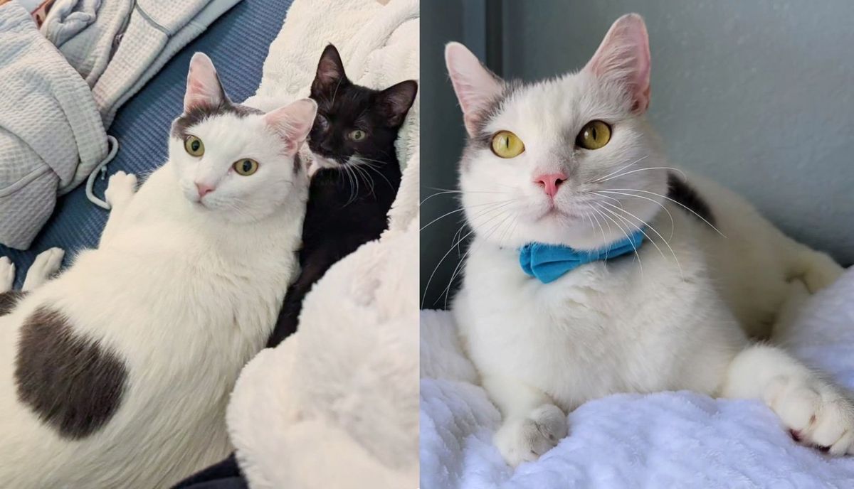 Cat Spent Three Years to Find the Perfect Home and a Kitten to Be His Lifelong Friend