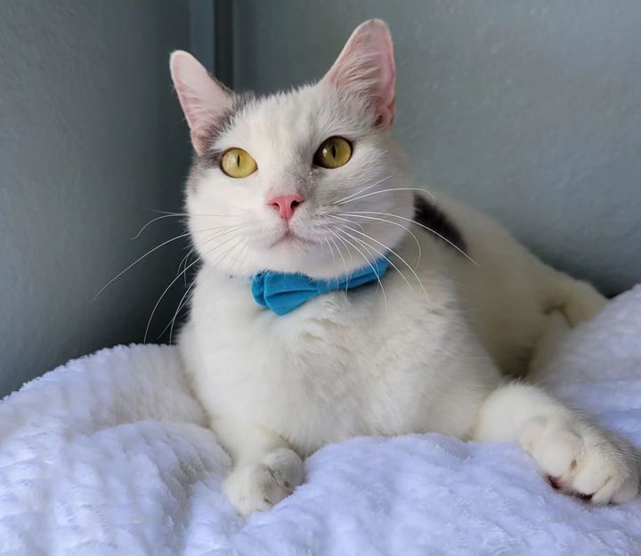 cat dapper bowtie