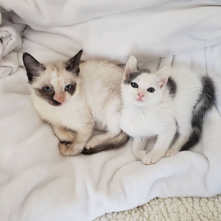 kittens snuggly friends