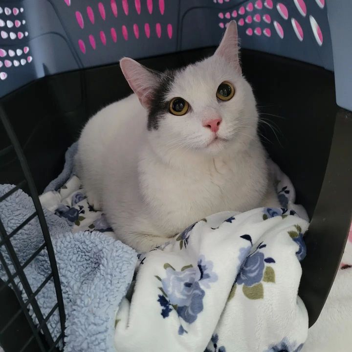 cat sitting in carrier