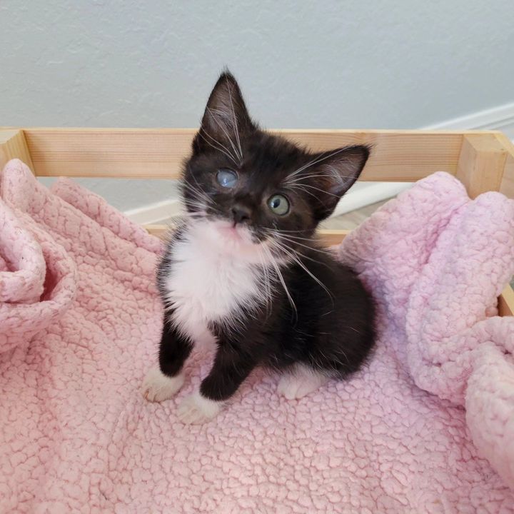 tuxedo kitten sweet