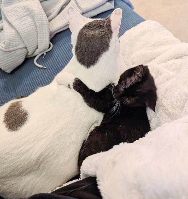 cat kitten snuggly friends