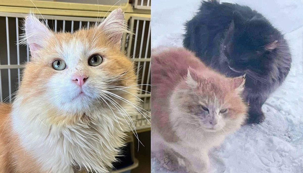 Community Brought Stray Cat Inside from Harsh Weather and Never Stopped Looking for His Best Friend