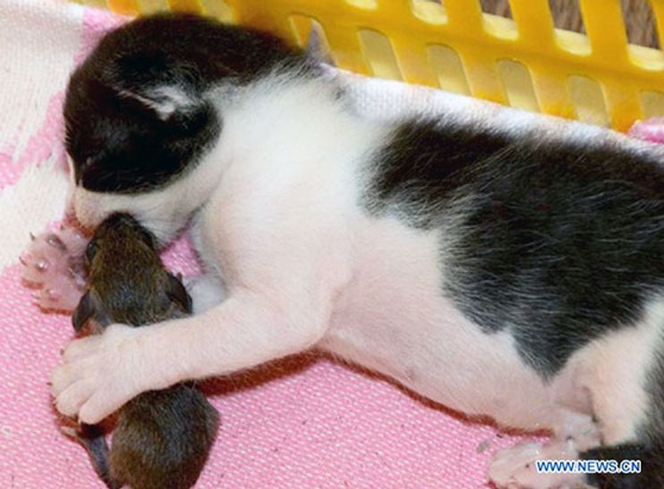 Cat Mama and Her Kitten Adopt Mouse into Their Family - Love Meow