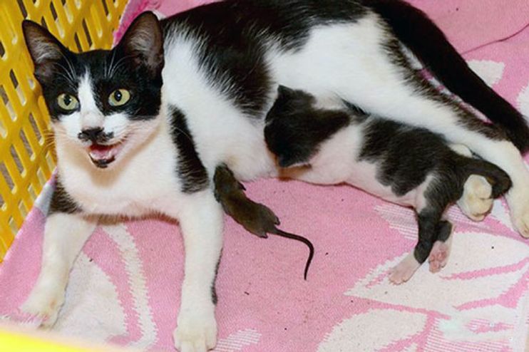 Cat Mama and Her Kitten Adopt Mouse into Their Family - Love Meow