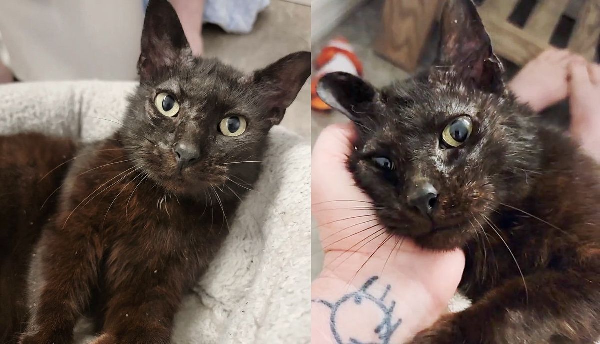 Cat Found in Neighborhood One Week Before Valentine's Day, Now Looks Like a Different Cat a Year Later