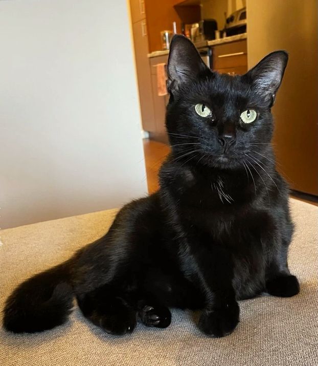 beautiful house panther cat