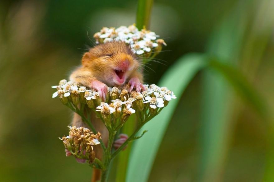 [Ảnh] Những khoảnh khắc hài hước nhất năm của động vật hoang dã trong Comedy Wildlife Photography Awards 2017 - Ảnh 1.