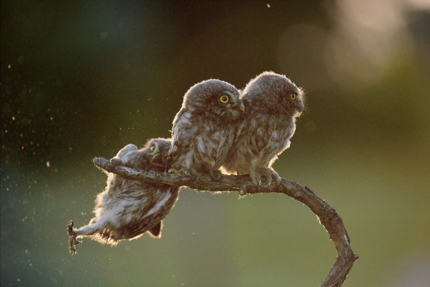 [Ảnh] Những khoảnh khắc hài hước nhất năm của động vật hoang dã trong Comedy Wildlife Photography Awards 2017 - Ảnh 3.