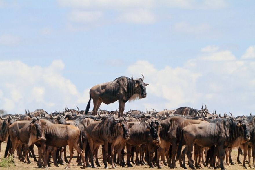 [Ảnh] Những khoảnh khắc hài hước nhất năm của động vật hoang dã trong Comedy Wildlife Photography Awards 2017 - Ảnh 18.