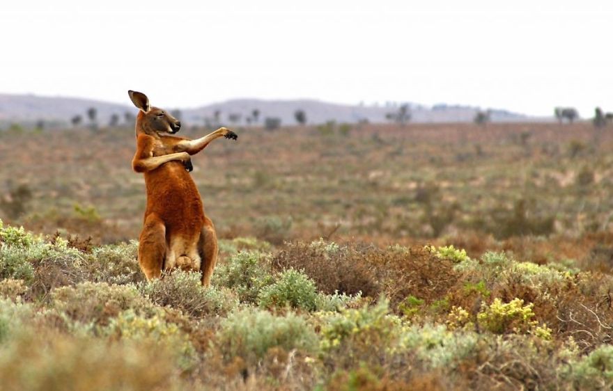 [Ảnh] Những khoảnh khắc hài hước nhất năm của động vật hoang dã trong Comedy Wildlife Photography Awards 2017 - Ảnh 20.