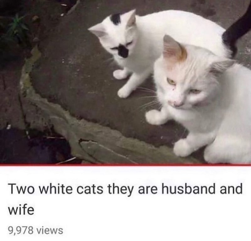 Two white cats they are husband and wife 9,978 views
