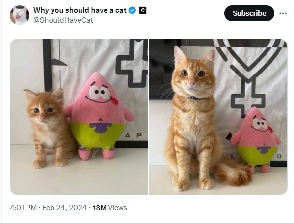 Why you should have a cat @Should HaveCat AP 4:01 PM Feb 24, 2024 18M Views Subscribe