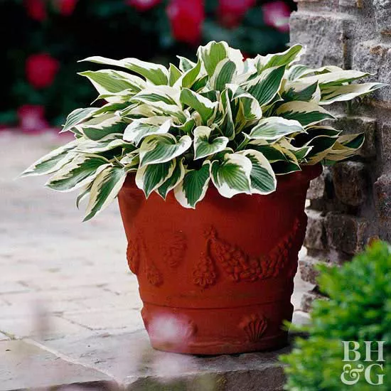 terra cotta planter with hosta aureomarginata