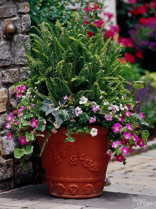 Assorted plants in terra cotta container