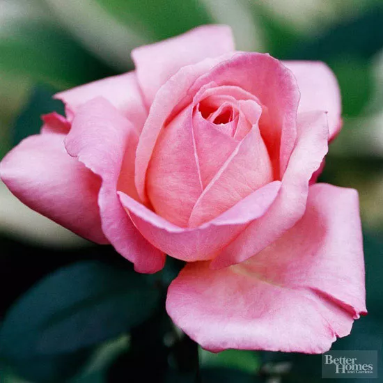 Close up of pink rose