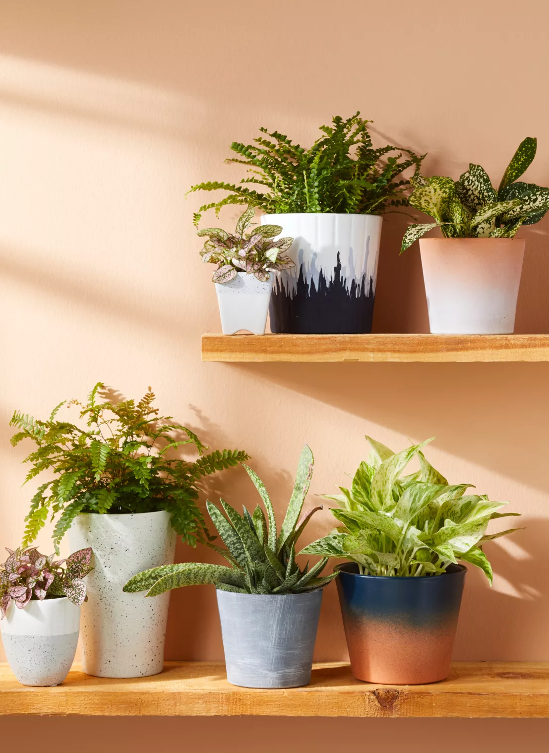 plants on a shelf 