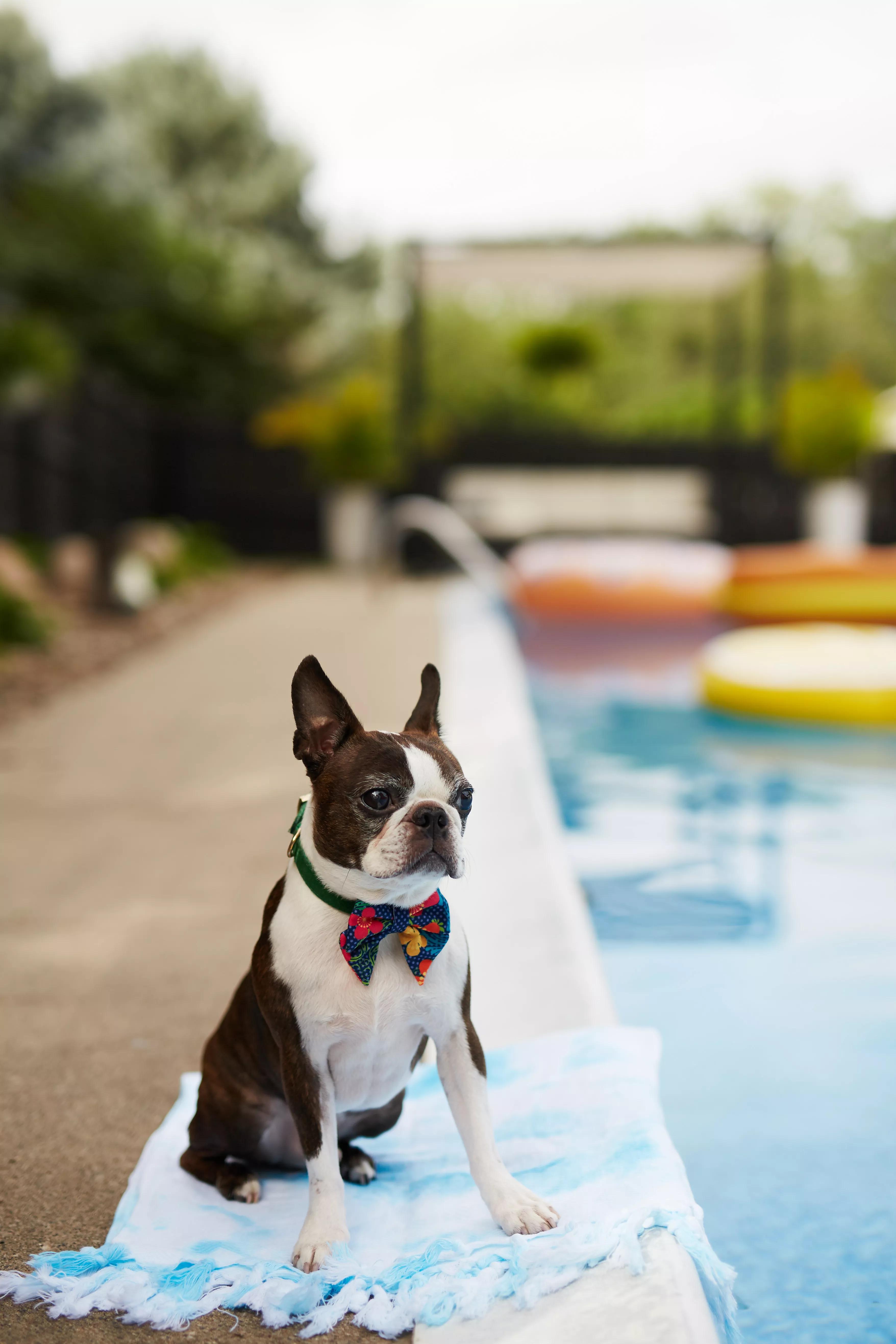 boston terrior dog in towel by pool