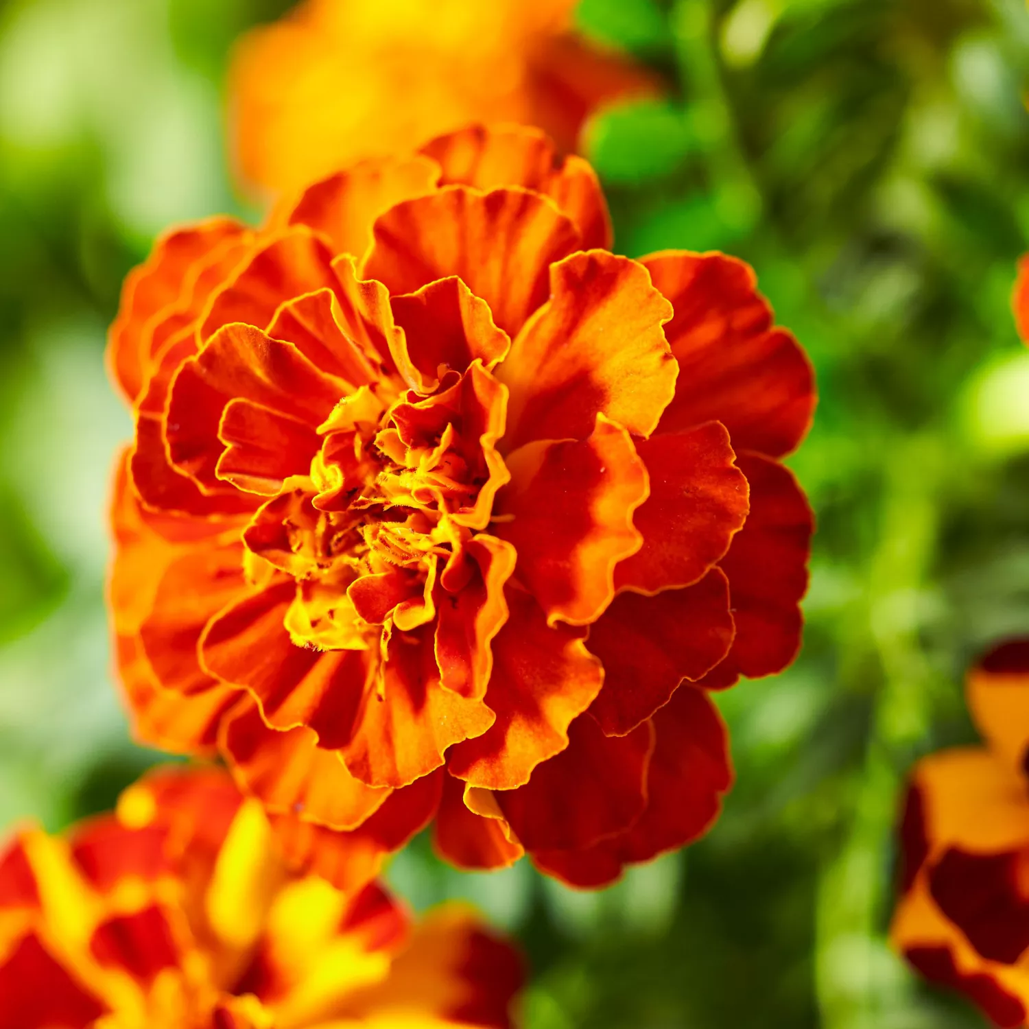 Orange Marigold Flower