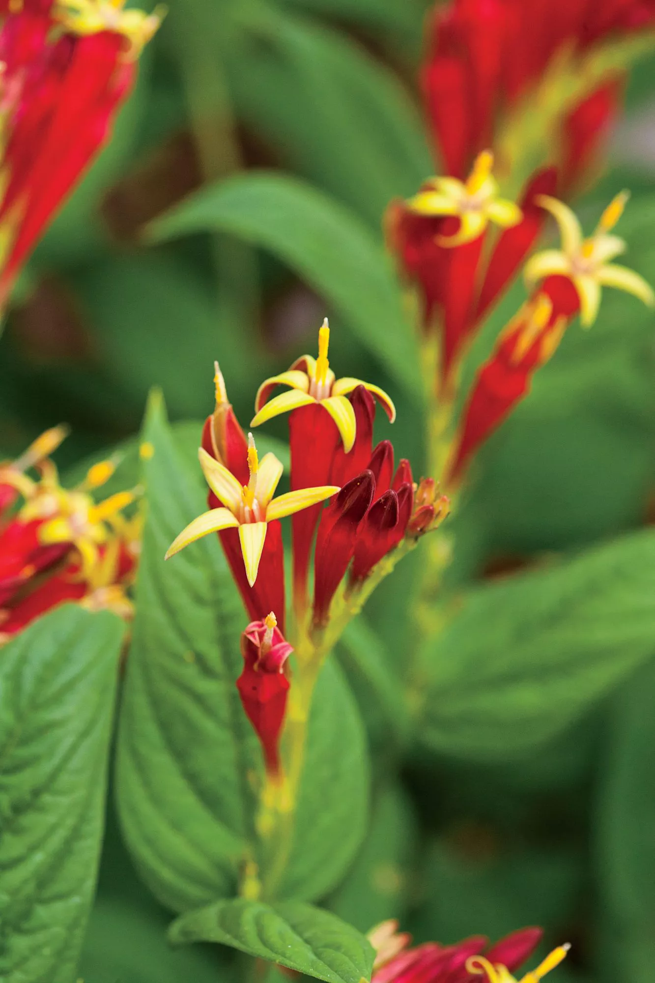 Indian Pink (Spigelia marilandica)