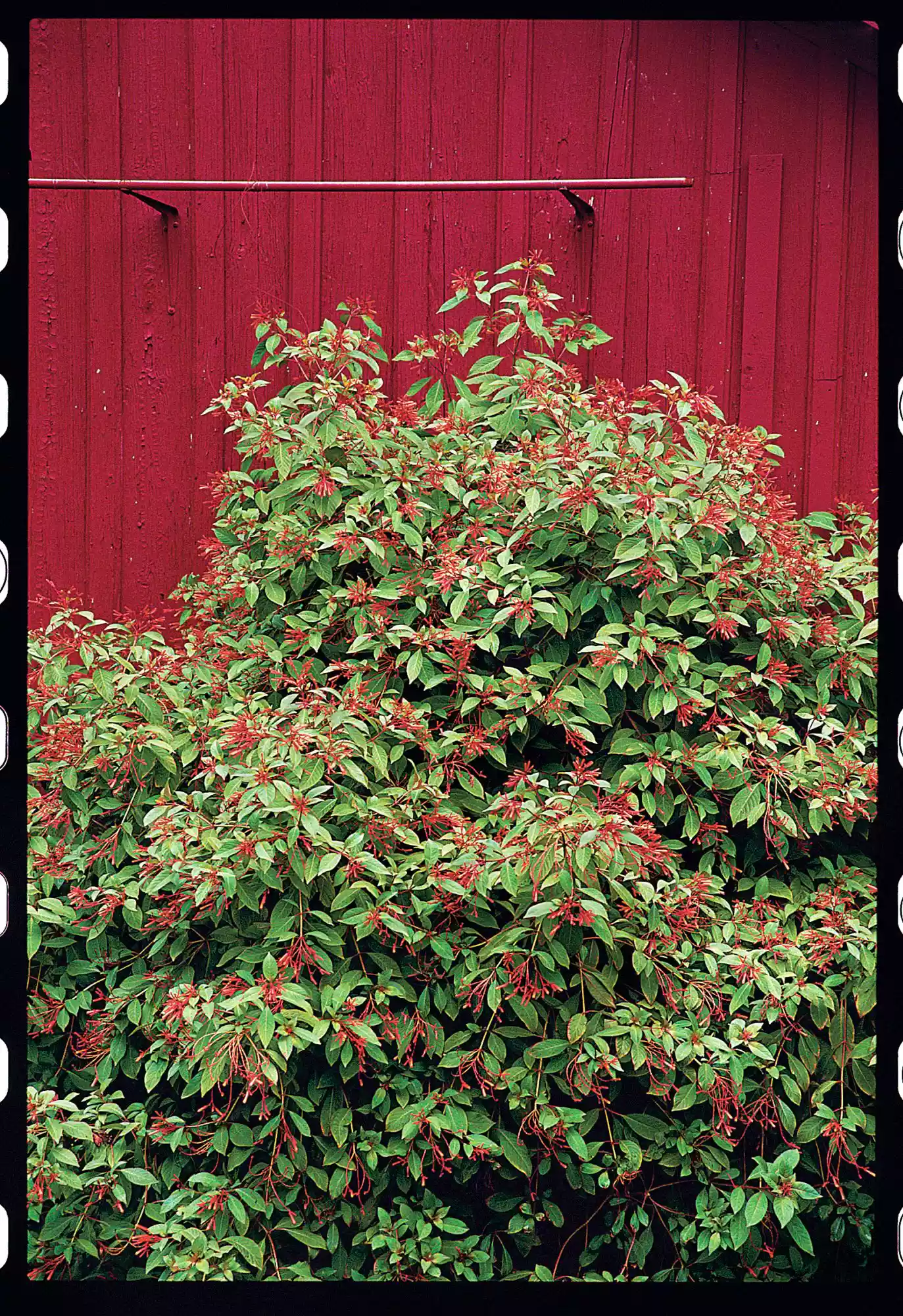 Hummingbirds Love Firebush