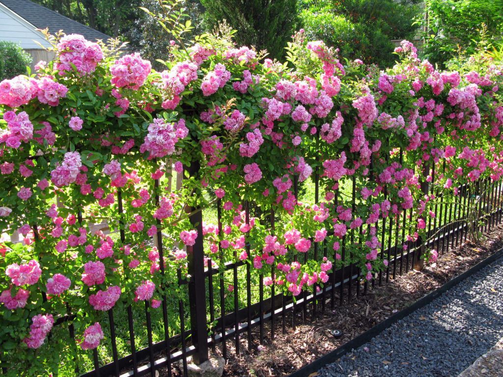 Seven tips for growing climbing roses | Rose garden design, Garden  inspiration, Beautiful gardens