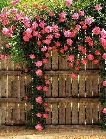 Five fencing ideas we love | Rose fence, Garden inspiration, Garden vines